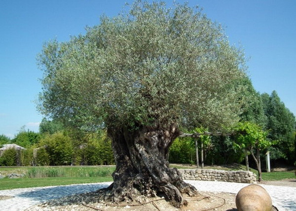 Olea europaea / Olajfa Olea europaea / Olajfa