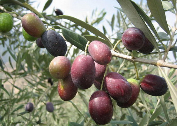 Olea europaea / Olajfa Olea europaea / Olajfa