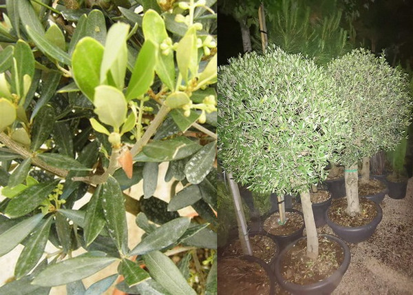 Olea europaea / Olajfa Olea europaea / Olajfa