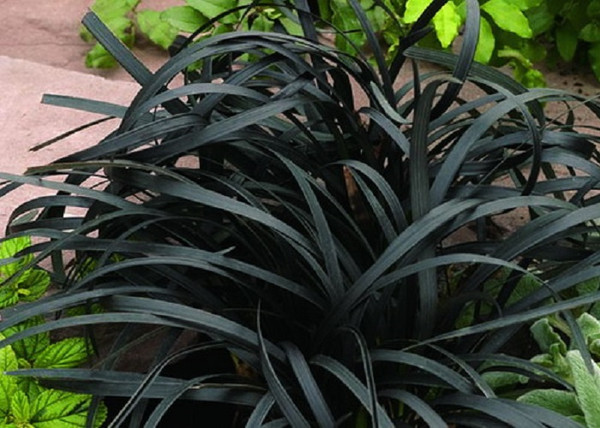 Ophiopogon planiscapus Niger / Feketelombú kigyószakáll Ophiopogon planiscapus Niger / Feketelombú kigyószakáll