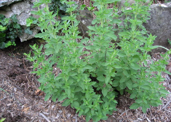 Origanum heracleoticum / Görög oregánó Origanum heracleoticum / Görög oregánó