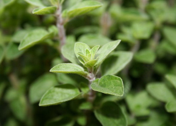 Origanum heracleoticum / Görög oregánó Origanum heracleoticum / Görög oregánó
