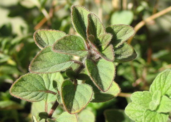 Origanum heracleoticum / Görög oregánó Origanum heracleoticum / Görög oregánó