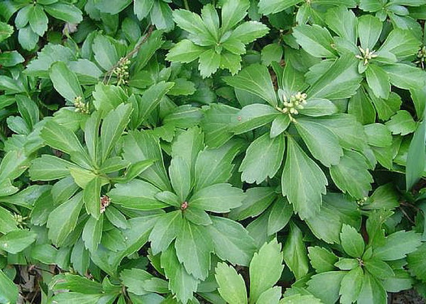 Pachysandra terminalis / Japán kövérke
