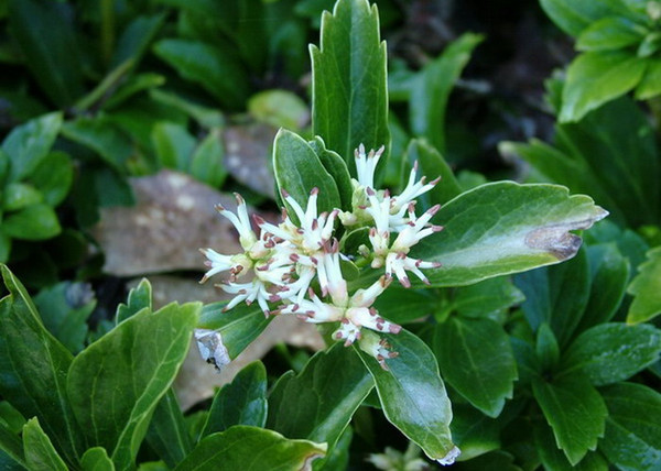 Pachysandra terminalis / Japán kövérke