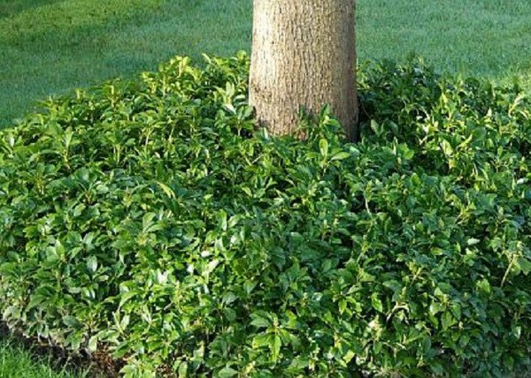 Pachysandra terminalis / Japán kövérke