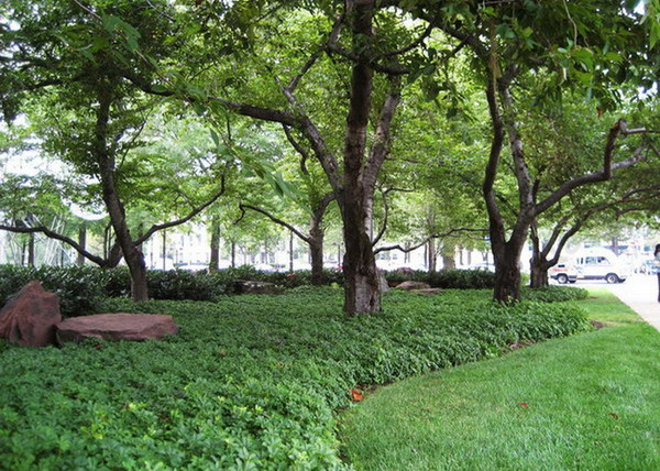Pachysandra terminalis / Japán kövérke