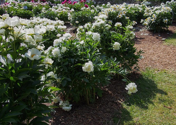Paeonia lactiflora Duchesse de Nemours / Lágyszárú bazsarózsa fehér Paeonia lactiflora Duchesse de Nemours / Lágyszárú bazsarózsa fehér