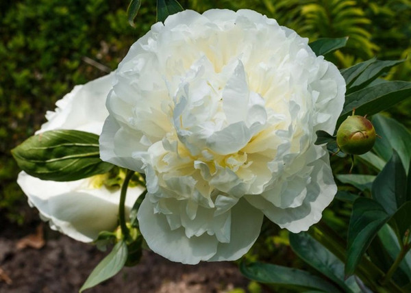 Paeonia lactiflora Duchesse de Nemours / Lágyszárú bazsarózsa fehér Paeonia lactiflora Duchesse de Nemours / Lágyszárú bazsarózsa fehér