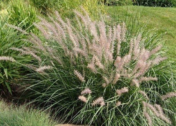 Pennisetum orientale / Keleti tollborzfű