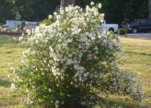 Philadelphus coronarius Snowflake / Teltvirágú Jezsámen