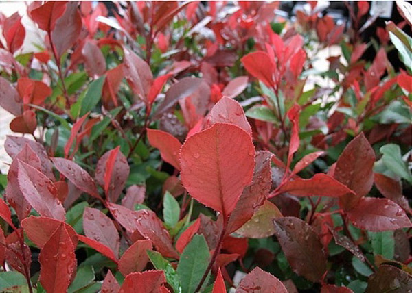 Photinia Fraseri Little Red Robin / Törpe Korallberkenye