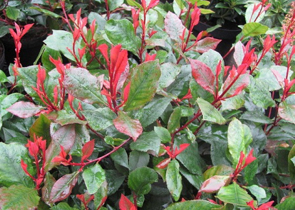 Photinia Fraseri Little Red Robin / Törpe Korallberkenye