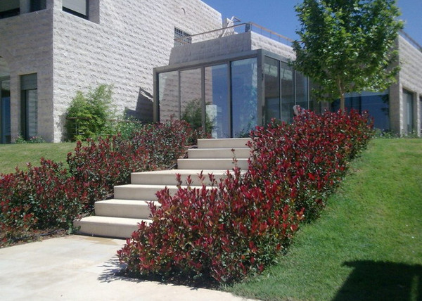Photinia Fraseri Little Red Robin / Törpe Korallberkenye