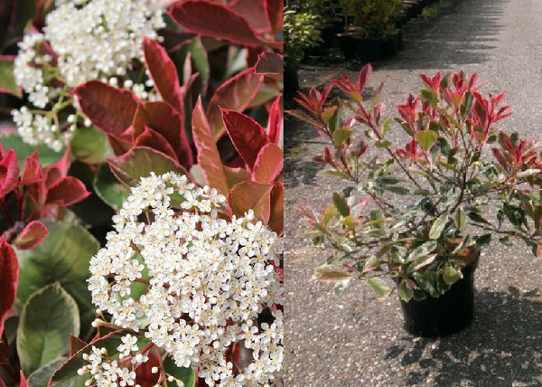 Photinia x fraseri Pink Marble / Tarka Korallberkenye