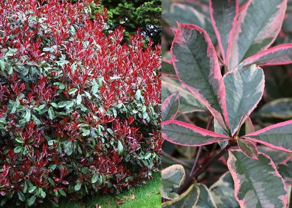 Photinia x fraseri Pink Marble / Tarka Korallberkenye