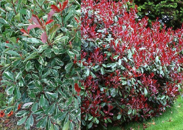 Photinia x fraseri Pink Marble / Tarka Korallberkenye