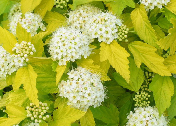 Physocarpus opulifolius Luteus / Sárga levelű hólyagvessző