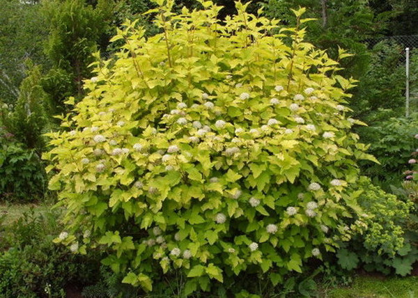 Physocarpus opulifolius Luteus / Sárga levelű hólyagvessző