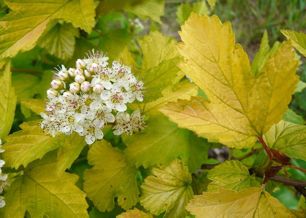 Physocarpus opulifolius Luteus / Sárga levelű hólyagvessző