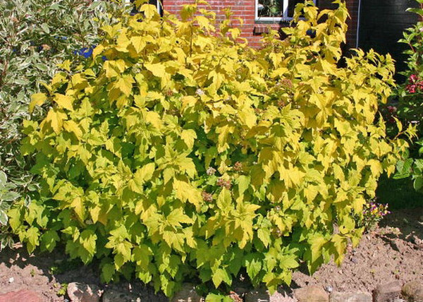 Physocarpus opulifolius Luteus / Sárga levelű hólyagvessző