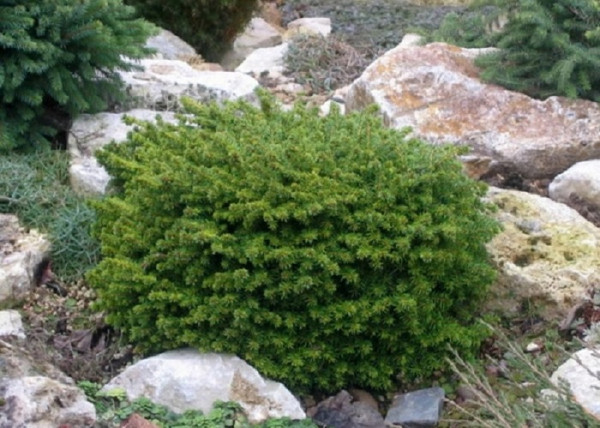 Picea abies Little Gem / Fészekfenyő törpefenyő