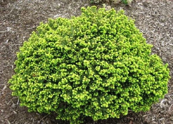 Picea abies Little Gem / Fészekfenyő törpefenyő