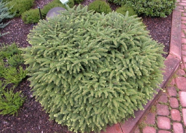 Picea abies Nidiformis / Törpe fészek luc Picea abies Nidiformis / Törpe fészek luc