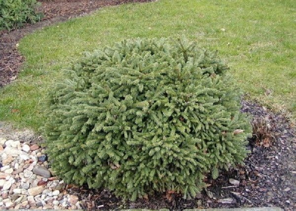Picea abies Nidiformis / Törpe fészek luc Picea abies Nidiformis / Törpe fészek luc