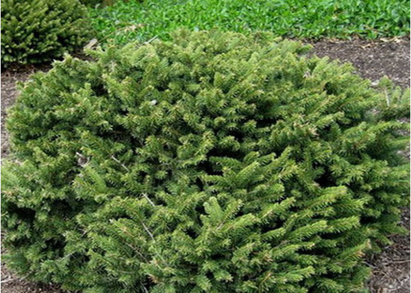 Picea abies Pumila Nigra / Törpe Luc
