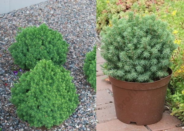 Picea glauca Alberta Globe / Törpe Gömb cukorsüvegfenyő