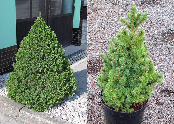 Picea glauca Conica / Cukorsüvegfenyő Picea glauca Conica / Cukorsüvegfenyő