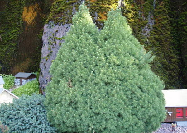 Picea glauca Conica / Cukorsüvegfenyő Picea glauca Conica / Cukorsüvegfenyő
