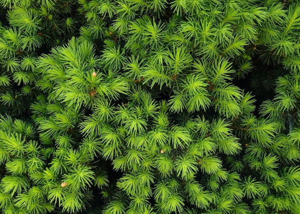 Picea glauca Conica / Cukorsüvegfenyő Picea glauca Conica / Cukorsüvegfenyő