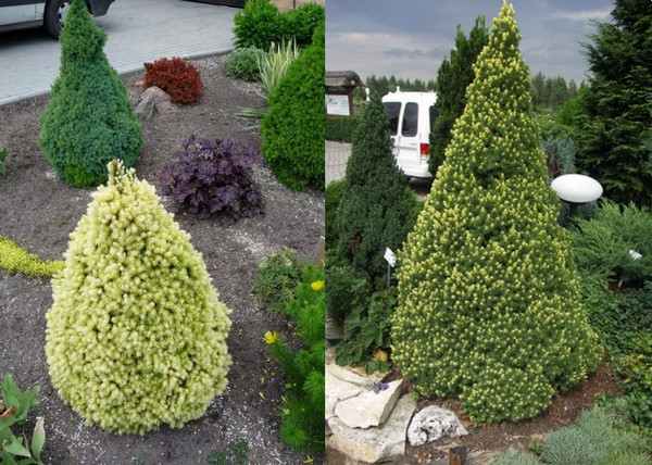 Picea glauca Rainbow's End / Sárga cukorsüveg fenyő