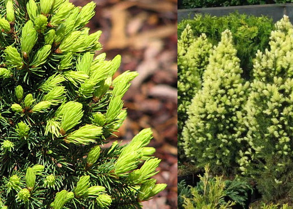Picea glauca Rainbow's End / Sárga cukorsüveg fenyő