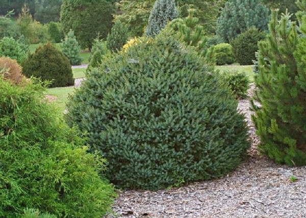 Picea omorika Karel / Törpe gömb szerb lucfenyő