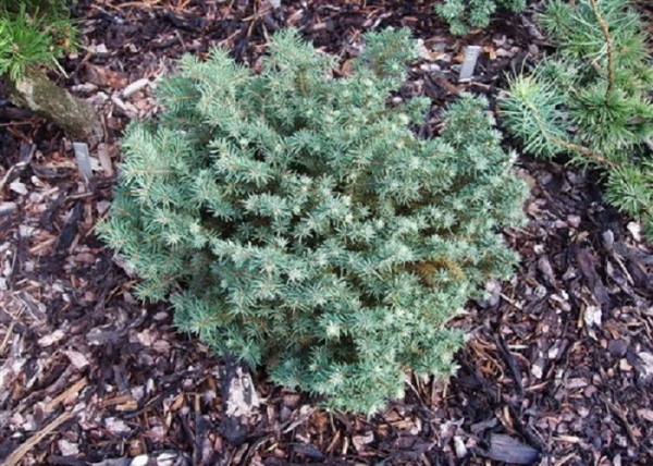 Picea omorika Karel / Törpe gömb szerb lucfenyő