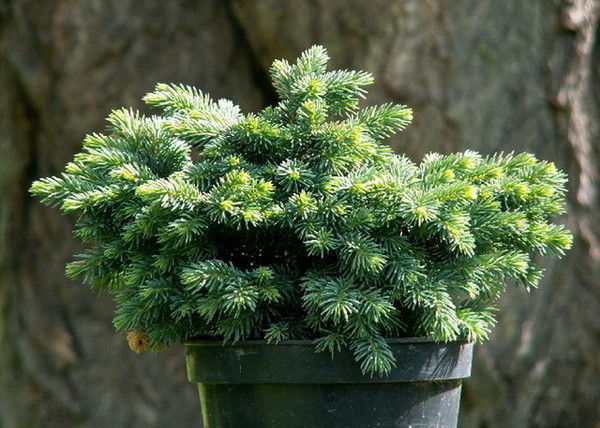 Picea pungens Waldbrunn / Törpe ezüstfenyő