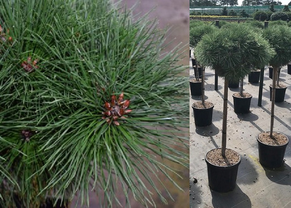 Pinus nigra Brepo / Feketefenyő törpe gömb Pinus nigra Brepo / Feketefenyő törpe gömb