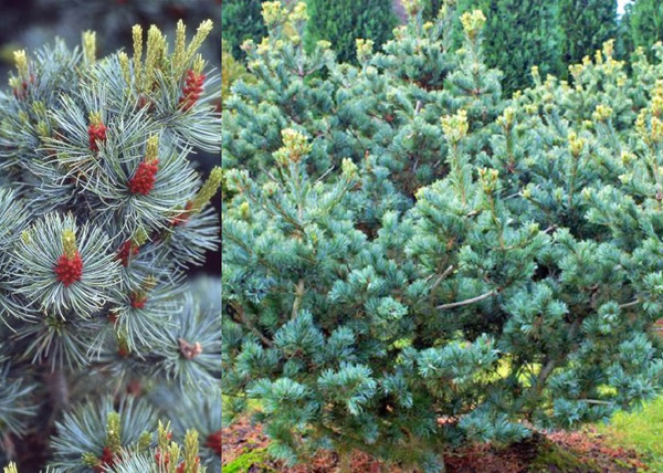 Pinus parviflora Negishi / Japán fehérfenyő