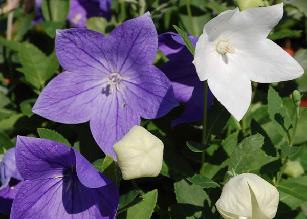 Platycodon grandiflorus Astra Blue / Léggömbvirág Hírharang