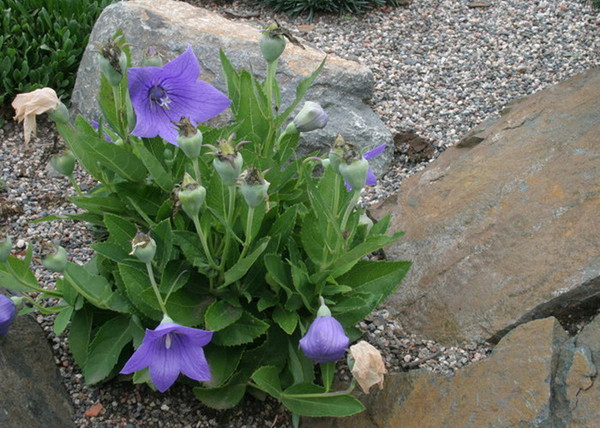 Platycodon grandiflorus Astra Blue / Léggömbvirág Hírharang