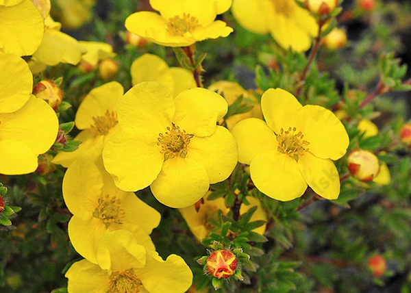 Potentilla Fruticosa Kobold / Cserjés pimpó