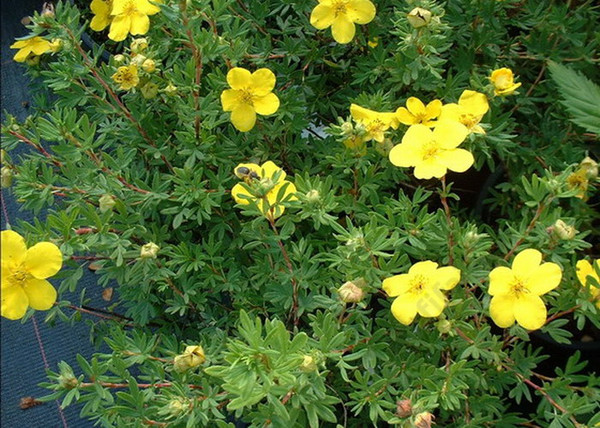 Potentilla fruticosa Goldfinger / Cserjés pimpó