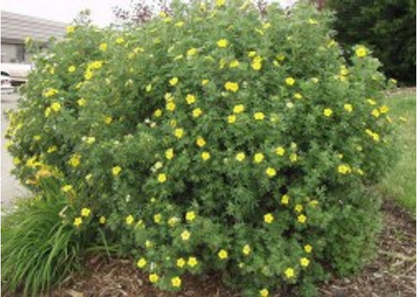 Potentilla fruticosa Goldfinger / Cserjés pimpó