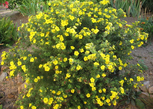 Potentilla fruticosa Goldfinger / Cserjés pimpó