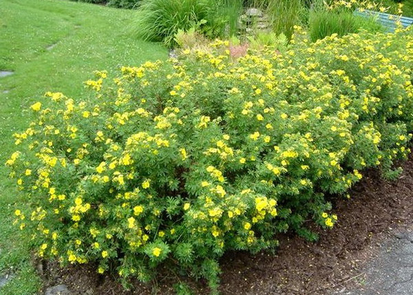 Potentilla fruticosa Goldfinger / Cserjés pimpó