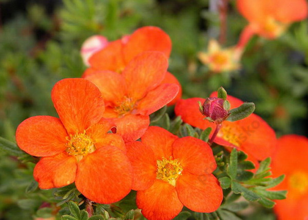 Potentilla fruticosa Red Favorite / Cserjés pimpó narancspiros Potentilla fruticosa Red Favorite / Cserjés pimpó narancspiros