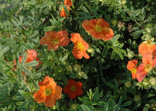 Potentilla fruticosa Red Favorite / Cserjés pimpó narancspiros Potentilla fruticosa Red Favorite / Cserjés pimpó narancspiros